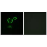 Immunofluorescence - TACC3 Antibody from Signalway Antibody (35171) - Antibodies.com