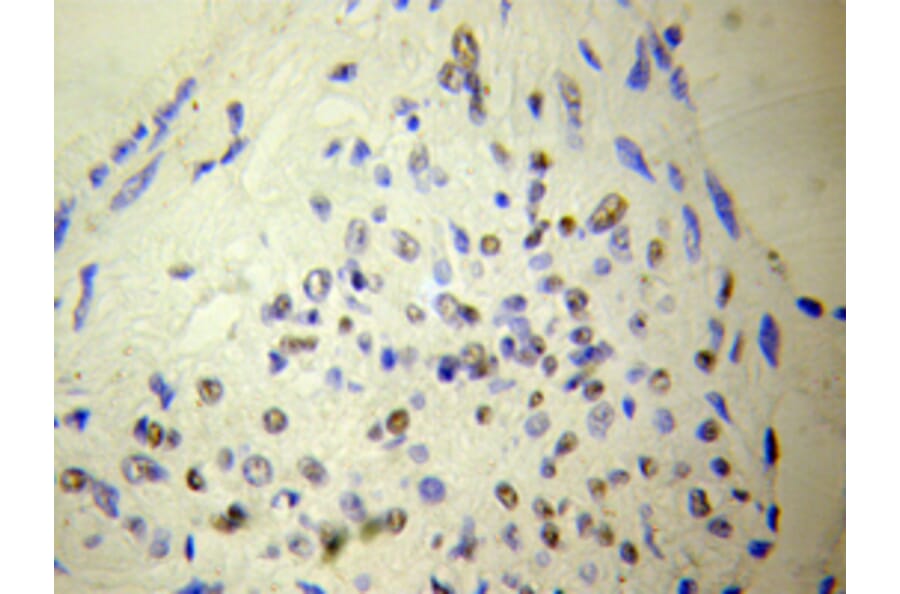 Immunohistochemistry - NUDT6 antibody from Signalway Antibody (38116) - Antibodies.com