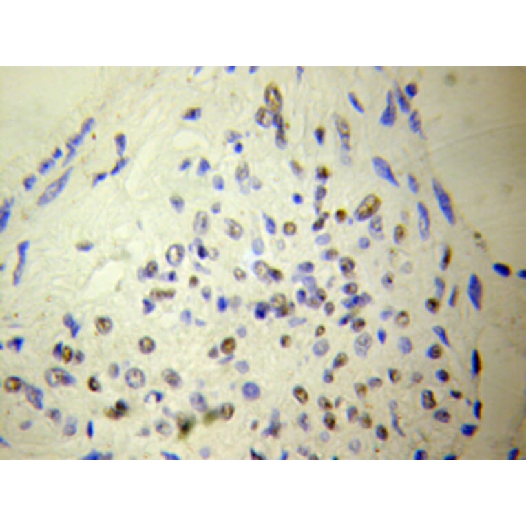 Immunohistochemistry - NUDT6 antibody from Signalway Antibody (38116) - Antibodies.com