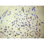 Immunohistochemistry - NUDT6 antibody from Signalway Antibody (38116) - Antibodies.com