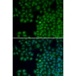 Immunofluorescence - NUDT6 antibody from Signalway Antibody (38116) - Antibodies.com