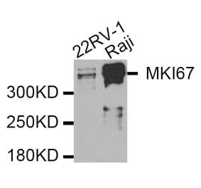 Western blot - MKI67 antibody from Signalway Antibody (38358) - Antibodies.com