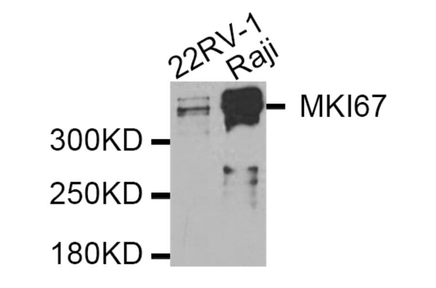 Western blot - MKI67 antibody from Signalway Antibody (38358) - Antibodies.com