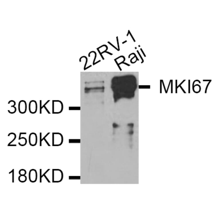 Western blot - MKI67 antibody from Signalway Antibody (38358) - Antibodies.com