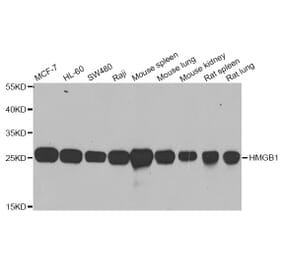Western blot - HMGB1 antibody from Signalway Antibody (38424) - Antibodies.com
