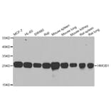 Western blot - HMGB1 antibody from Signalway Antibody (38424) - Antibodies.com