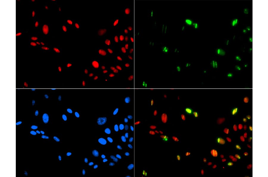 Immunofluorescence - HMGB1 antibody from Signalway Antibody (38424) - Antibodies.com