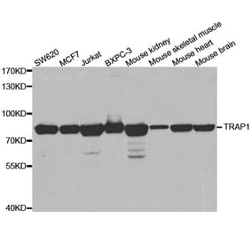 Western blot - TRAP1 antibody from Signalway Antibody (38457) - Antibodies.com