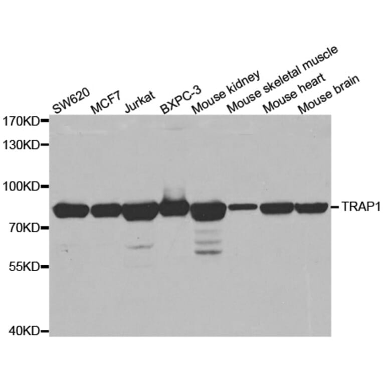 Western blot - TRAP1 antibody from Signalway Antibody (38457) - Antibodies.com