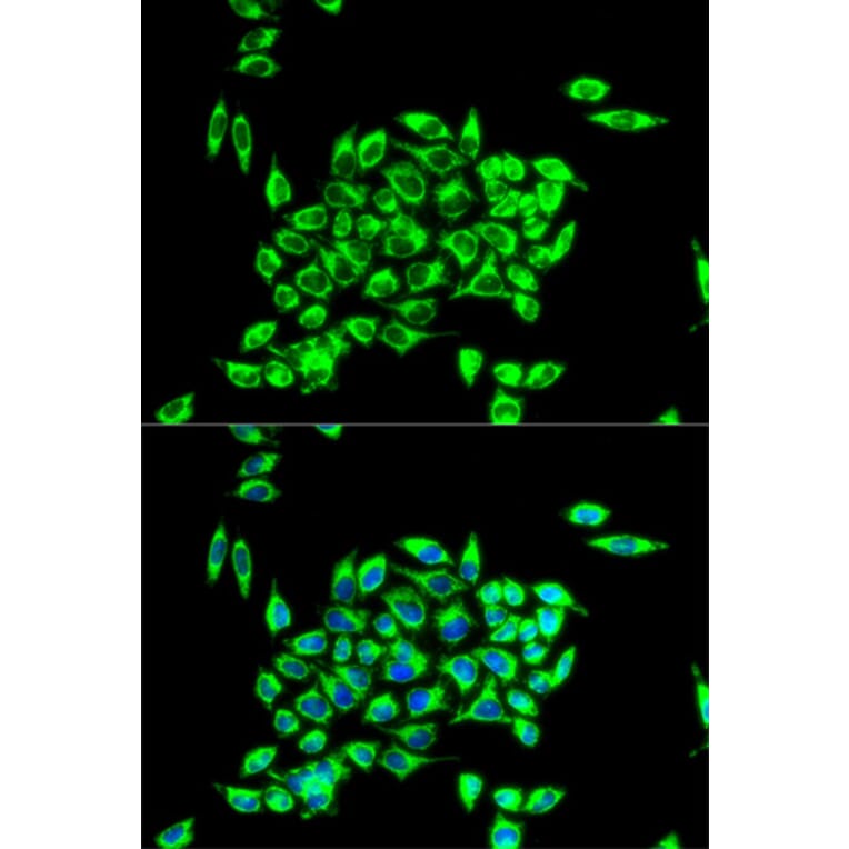 Immunofluorescence - TRAP1 antibody from Signalway Antibody (38457) - Antibodies.com
