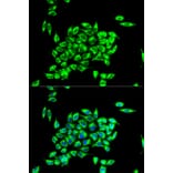 Immunofluorescence - TRAP1 antibody from Signalway Antibody (38457) - Antibodies.com