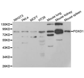 Western blot - FOXO1 antibody from Signalway Antibody (38499) - Antibodies.com
