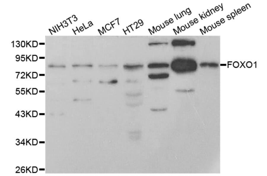 Western blot - FOXO1 antibody from Signalway Antibody (38499) - Antibodies.com