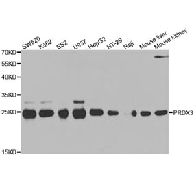 Western blot - PRDX3 antibody from Signalway Antibody (38567) - Antibodies.com