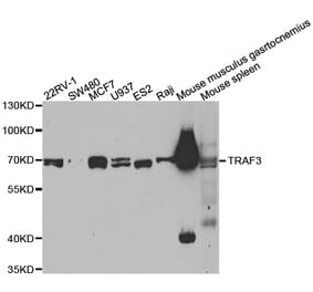 Western blot - TRAF3 antibody from Signalway Antibody (38574) - Antibodies.com