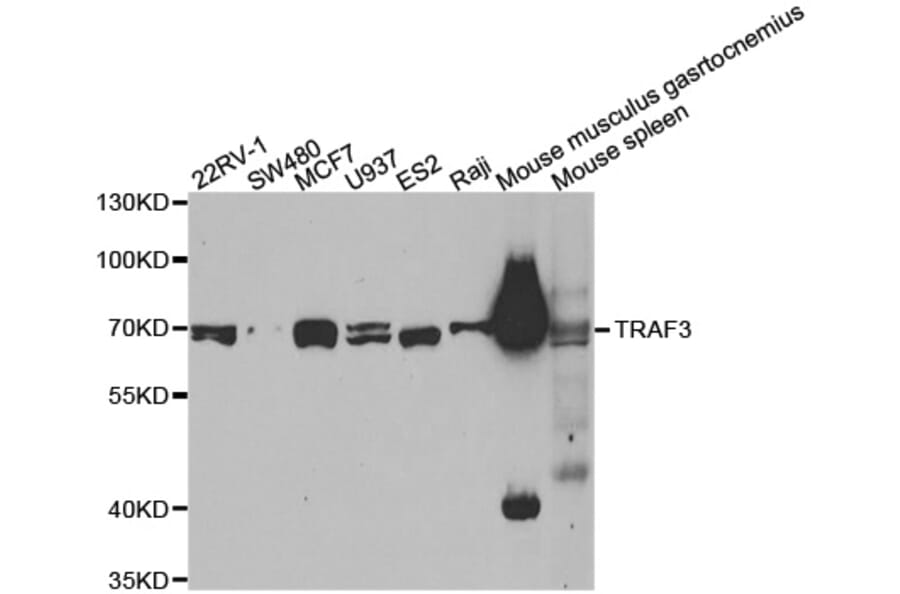 Western blot - TRAF3 antibody from Signalway Antibody (38574) - Antibodies.com
