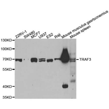 Western blot - TRAF3 antibody from Signalway Antibody (38574) - Antibodies.com