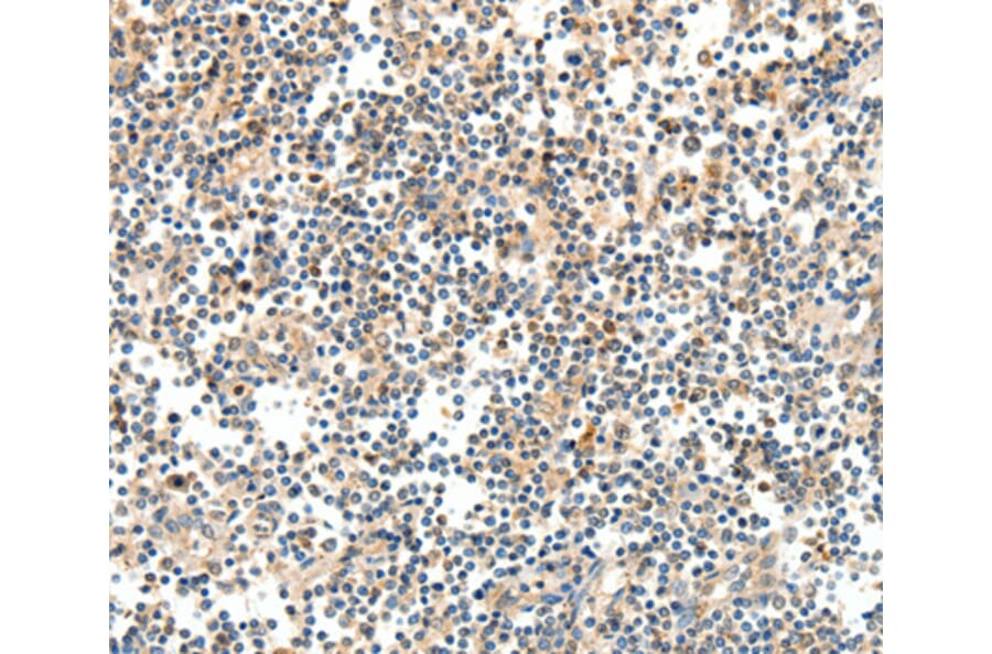 Immunohistochemistry - TRAF3 antibody from Signalway Antibody (38574) - Antibodies.com