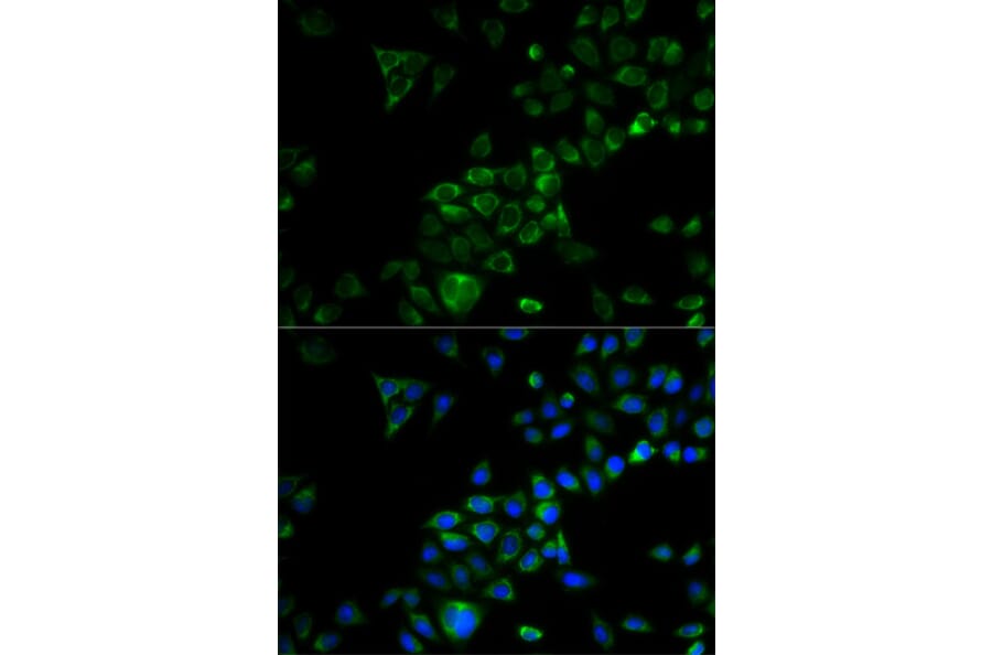 Immunofluorescence - TRAF3 antibody from Signalway Antibody (38574) - Antibodies.com
