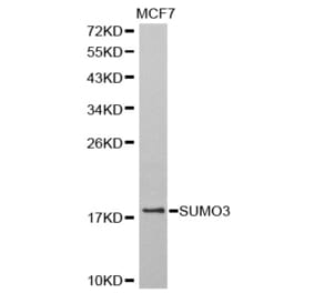 Western blot - SUMO3 antibody from Signalway Antibody (38578) - Antibodies.com