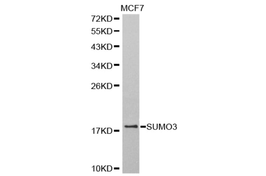Western blot - SUMO3 antibody from Signalway Antibody (38578) - Antibodies.com