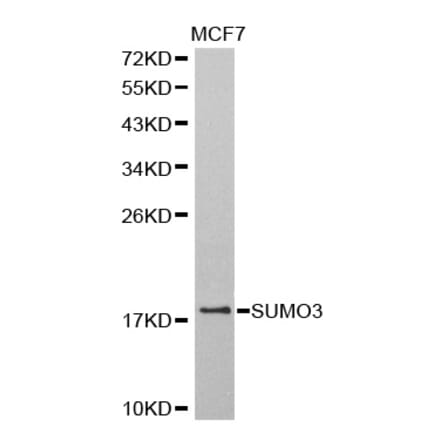 Western blot - SUMO3 antibody from Signalway Antibody (38578) - Antibodies.com