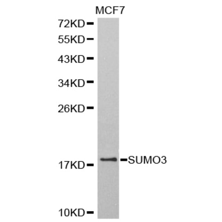 Western blot - SUMO3 antibody from Signalway Antibody (38578) - Antibodies.com