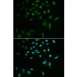 Immunofluorescence - SUMO3 antibody from Signalway Antibody (38578) - Antibodies.com