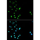 Immunofluorescence - PARP1 antibody from Signalway Antibody (38592) - Antibodies.com