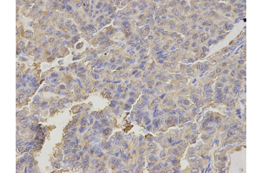 Immunohistochemistry - FABP3 antibody from Signalway Antibody (38641) - Antibodies.com