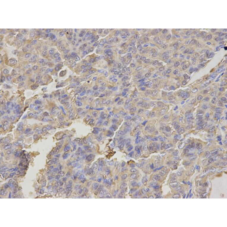 Immunohistochemistry - FABP3 antibody from Signalway Antibody (38641) - Antibodies.com