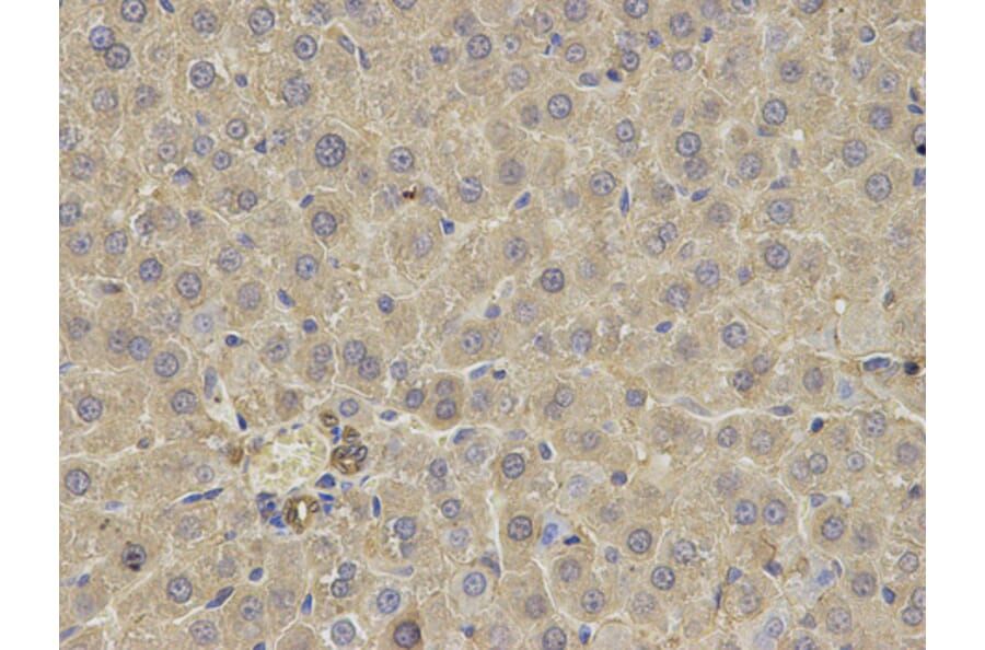 Immunohistochemistry - FABP3 antibody from Signalway Antibody (38641) - Antibodies.com