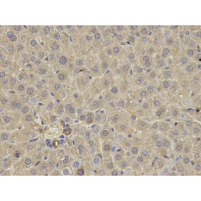 Immunohistochemistry - FABP3 antibody from Signalway Antibody (38641) - Antibodies.com