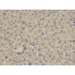 Immunohistochemistry - FABP3 antibody from Signalway Antibody (38641) - Antibodies.com