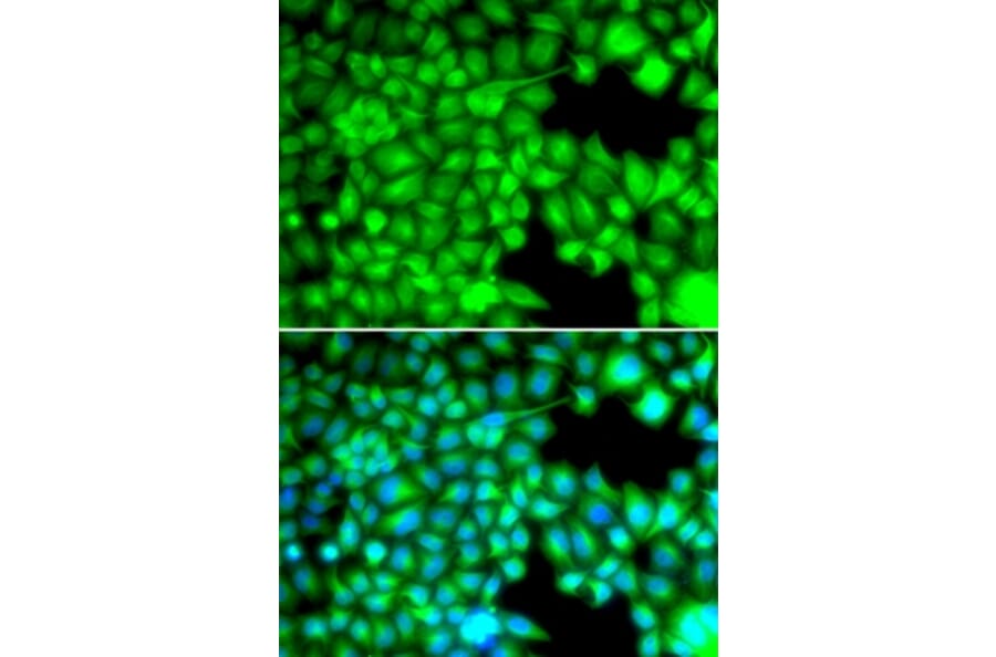 Immunofluorescence - FABP3 antibody from Signalway Antibody (38641) - Antibodies.com