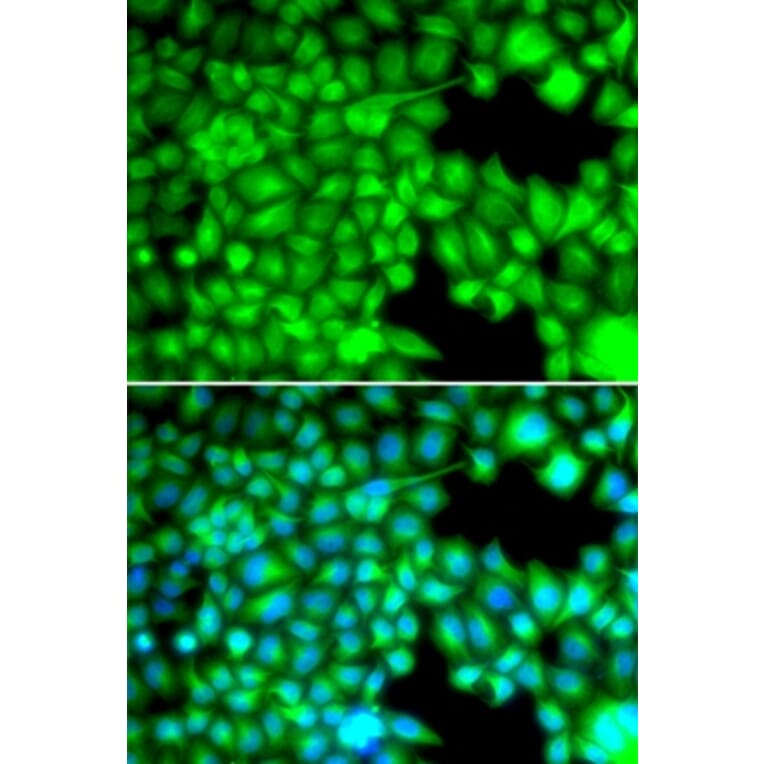 Immunofluorescence - FABP3 antibody from Signalway Antibody (38641) - Antibodies.com