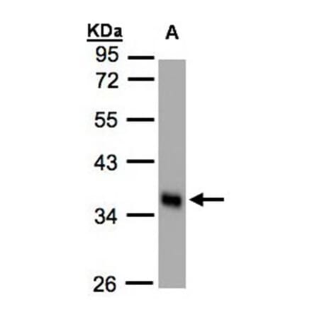 phospholipid scramblase 1 antibody from Signalway Antibody (22435) - Antibodies.com