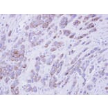 Immunohistochemistry - phospholipid scramblase 1 antibody from Signalway Antibody (22435) - Antibodies.com