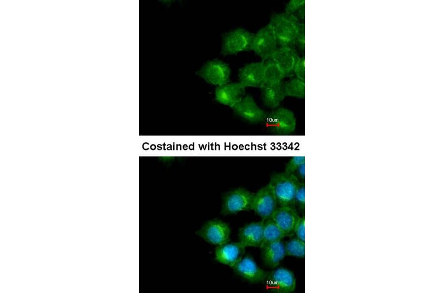 Immunofluorescence - phospholipid scramblase 1 antibody from Signalway Antibody (22435) - Antibodies.com