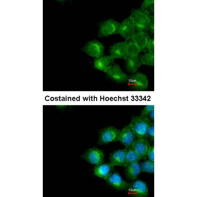 Immunofluorescence - phospholipid scramblase 1 antibody from Signalway Antibody (22435) - Antibodies.com