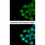 Immunofluorescence - phospholipid scramblase 1 antibody from Signalway Antibody (22435) - Antibodies.com