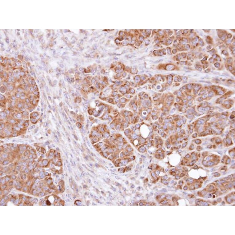 Immunohistochemistry - Dopamine beta-Hydroxylase antibody from Signalway Antibody (22483) - Antibodies.com
