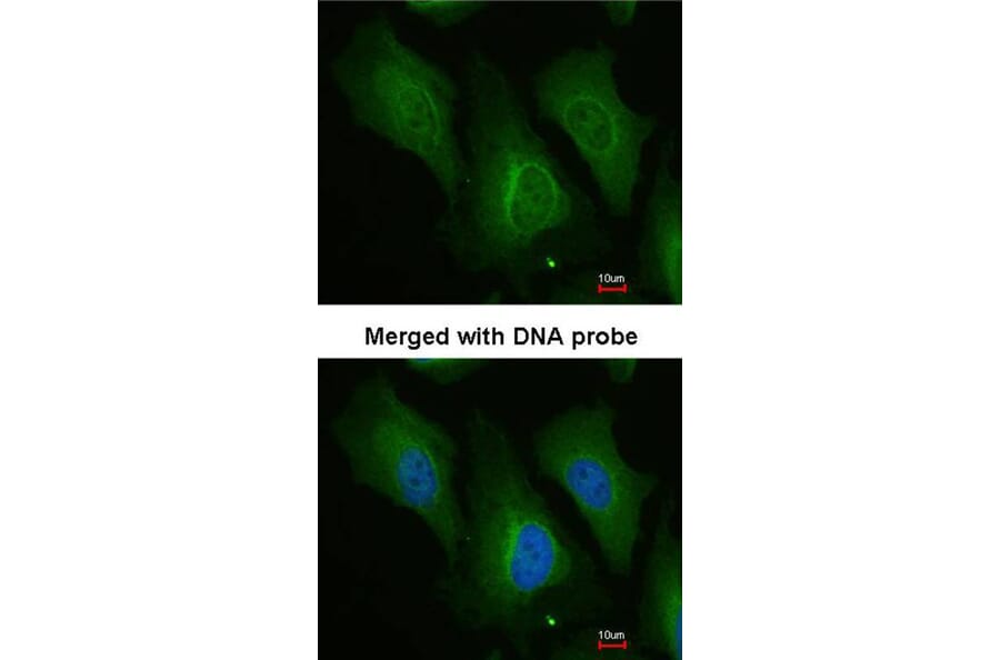 Immunofluorescence - Dopamine beta-Hydroxylase antibody from Signalway Antibody (22483) - Antibodies.com