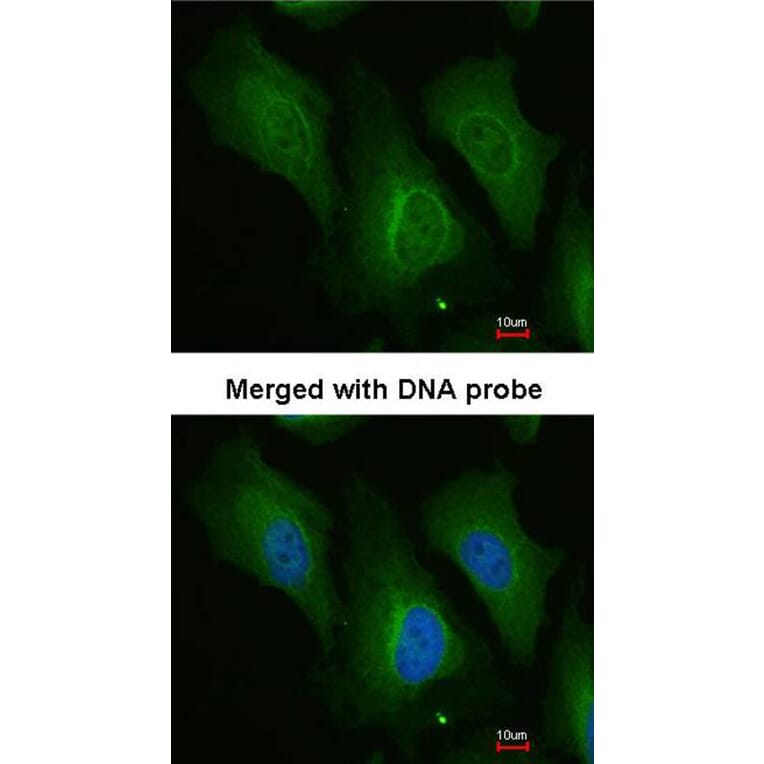 Immunofluorescence - Dopamine beta-Hydroxylase antibody from Signalway Antibody (22483) - Antibodies.com