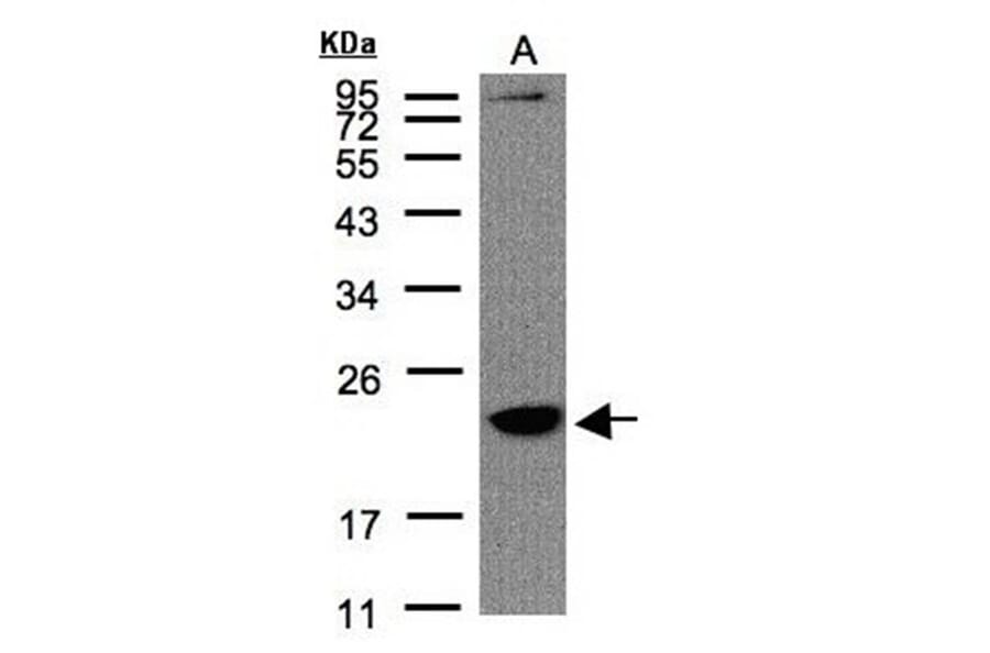 Transmembrane protein 147 antibody from Signalway Antibody (23105) - Antibodies.com