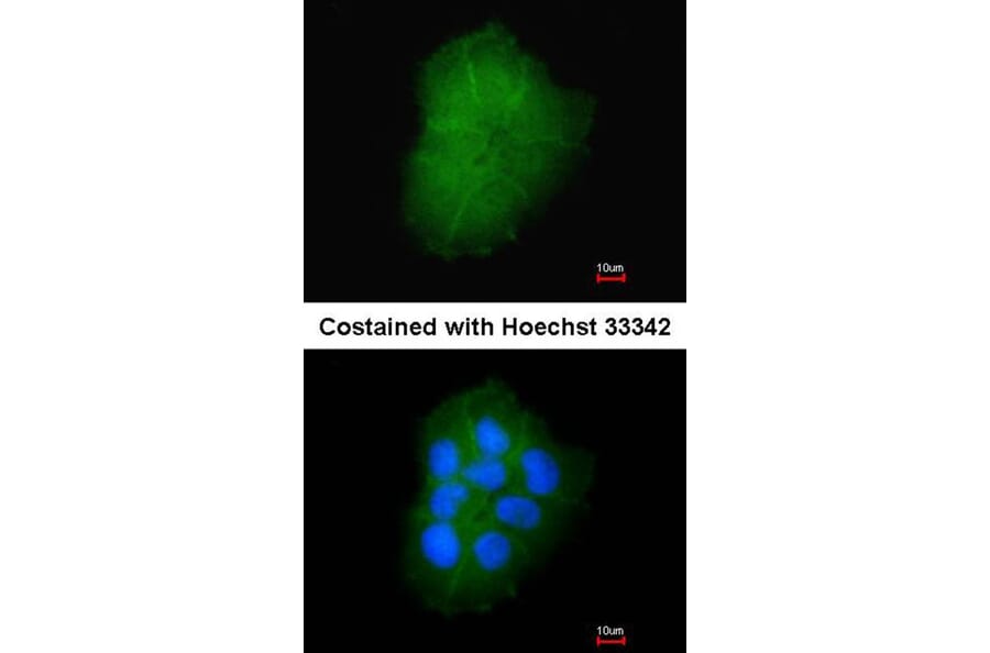 Immunofluorescence - Transmembrane protein 147 antibody from Signalway Antibody (23105) - Antibodies.com