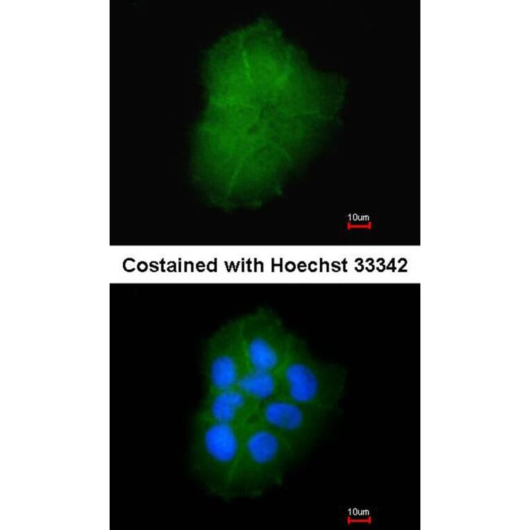 Immunofluorescence - Transmembrane protein 147 antibody from Signalway Antibody (23105) - Antibodies.com