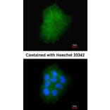Immunofluorescence - Transmembrane protein 147 antibody from Signalway Antibody (23105) - Antibodies.com