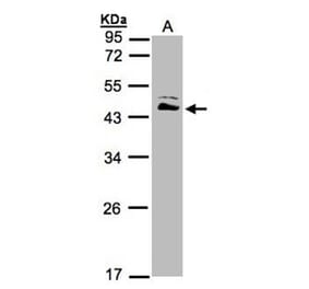 ASS1 antibody from Signalway Antibody (22017) - Antibodies.com