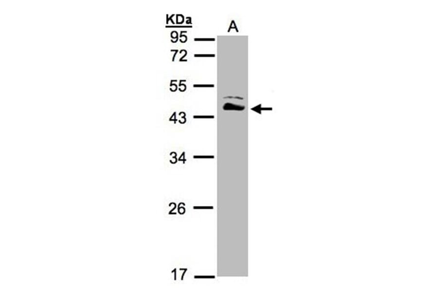 ASS1 antibody from Signalway Antibody (22017) - Antibodies.com